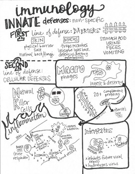 Immune System Sketch Notes 2 Pages