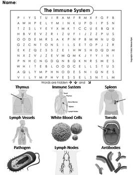 Lymphatic/ Immune System Activity Word Search (Human Body Systems