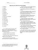 Immune System Worksheet Teaching Resources | Teachers Pay Teachers