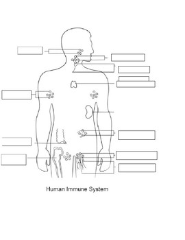 blank immune system diagram