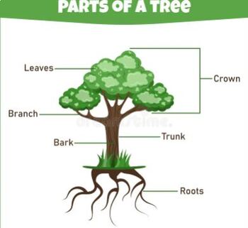 Preview of Inclusion UDL Lesson on the Parts of a Tree