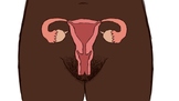 Inclusive/POC Blank Uterus Diagram