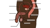 Inclusive/POC Fillable Penis Diagram (Simple)