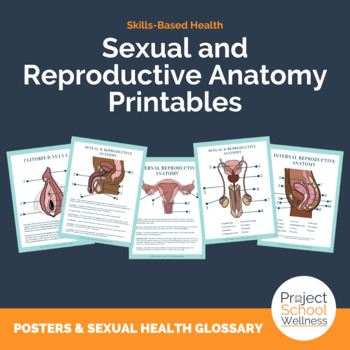 Preview of Reproductive System and Body Parts Posters | Inclusive Sexual Health