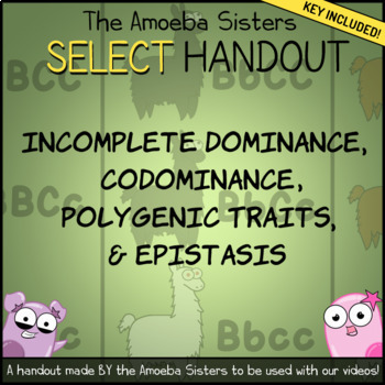 Preview of Incomplete Dom., Codominance SELECT Recap Handout + Answer Key by Amoeba Sisters