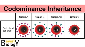Incomplete Dominance & Codominance PowerPoint (w/ Punnett Squares