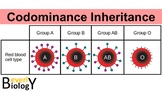Codominance Genetic Inheritance PowerPoint (with 2 free handouts)