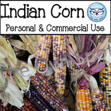 Indian Corn Stock Photo - Personal or Commercial Use