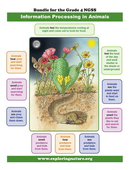 Preview of How Animals Sense the World - Information Processing - Grade 4 NGSS