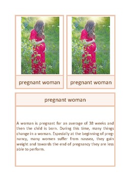 Preview of Information file: foetus in uterus, English, Montessori
