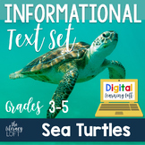 Informational Writing Prompt (Sea Turtles)