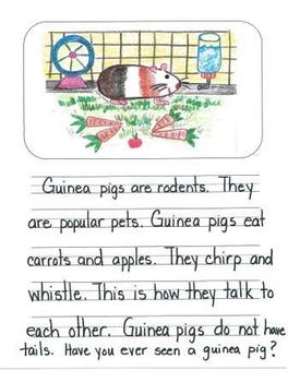 Preview of Informational Writing Mentor Texts in First Grade: Guinea Pigs, Birds and Bees