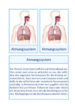 Preview of Informationskartei zum menschlichen Atmungssystem, Montessori, Deutsch