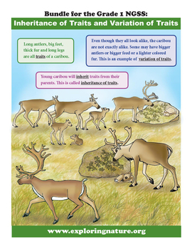 Preview of Inheritance and Variation of Traits in Plants and Animals - Grade 1 NGSS