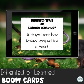Preview of Inherited Trait or Learned Behavior Heredity Boom Cards Heredity Digital