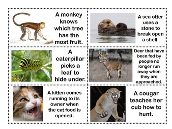 Preview of Inherited Traits and Learned Behaviors Sort