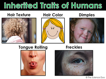 Inherited and Acquired Traits - PowerPoint and Notes by The Science Duo