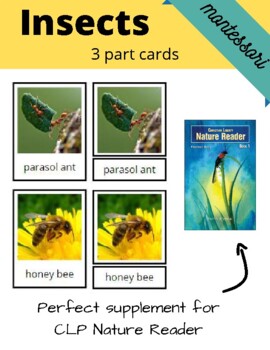 Preview of Insect 3 Part Montessori Cards