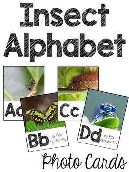 Preview of Insect Alphabet Photo Cards