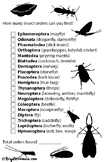 Insect Biodiversity Checklist