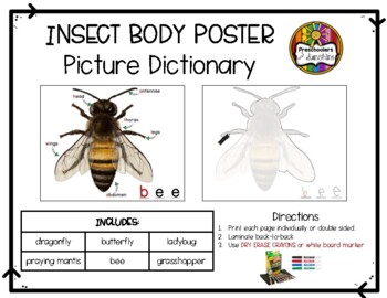 Preview of Insect Body Part Poster Set