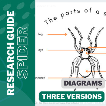 insect diagram for kids