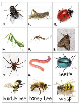 insects names