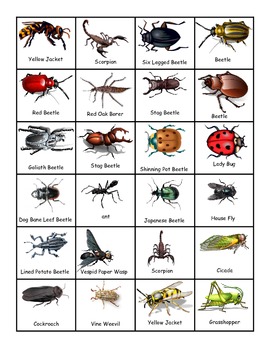 Insect Bug Spider Matching File Folder Game Common Core by Kristin Schlicht
