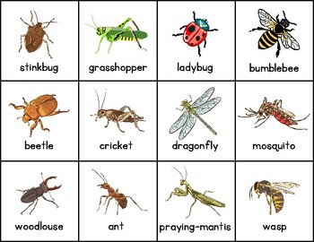 Insect Cards by Molly Johnson | TPT