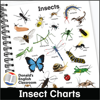 Insect Chart by Donald's English Classroom | Teachers Pay Teachers