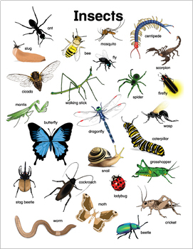 Insects Chart For Kindergarten