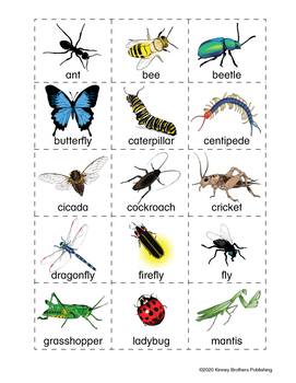 Insect Chart by Donald's English Classroom | Teachers Pay Teachers