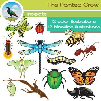 Preview of Insect Clip Art - Bug Clipart -24 Piece Set - Color and Blackline