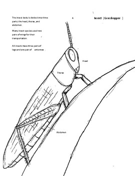 Preview of Insect Coloring Page