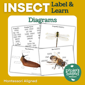 Preview of Insect Diagrams Montessori Aligned