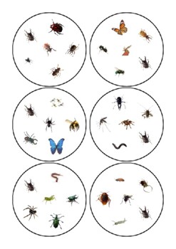Insect Dobble by Iria María Rodríguez | TPT