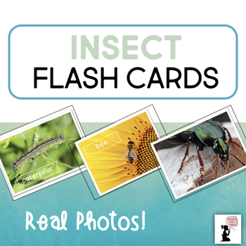 Preview of Insect Flash Cards Real Photos | Bugs Flash Cards | Insects