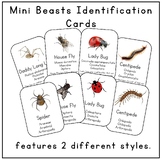 Entomology Mini Beasts Identification Cards for Bugs and Insects