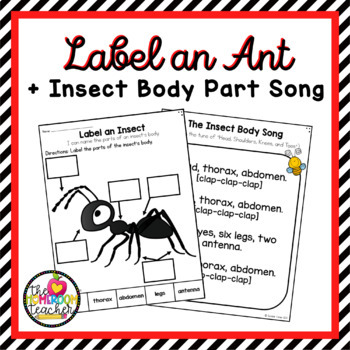 Preview of Labeling Insect Body Parts Activity & Song Animal Life Science