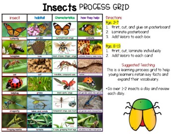 Preview of Insect Learning (Process Grid Anchor Chart)