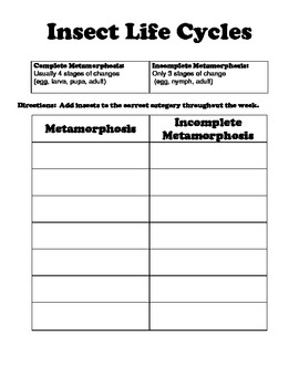 Life Cycle Of An Insect Worksheet