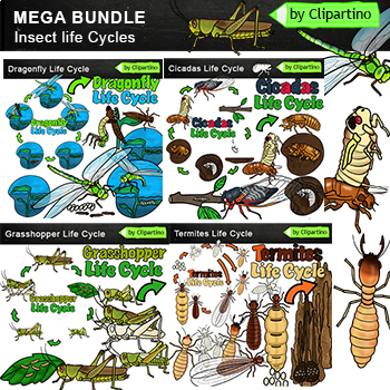 Preview of Insect Life Cycle Clip Art Bundle /Bug life cycle clip art commercial use 