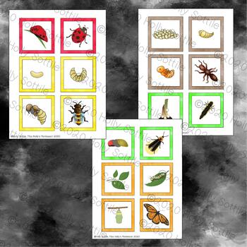 Insect Life Cycle Stages Sorting - Complete Metamorphosis - Montessori