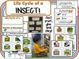 Insect Lifecycles Freebie!