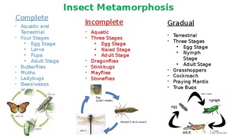 Insect Metamorphosis by Jessica Cofer | Teachers Pay Teachers