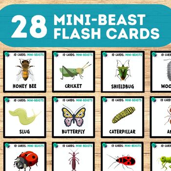 Preview of Insect / Mini-beast ID Cards
