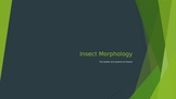 Insect Morphology