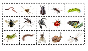 Preview of Insect, Not an Insect Sort