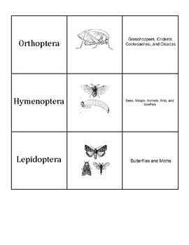 Preview of Insect Order Matching Game