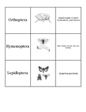 Insect Order Matching Game